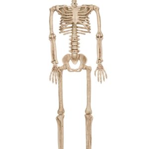 36 Inch Posable Skeleton Decoration